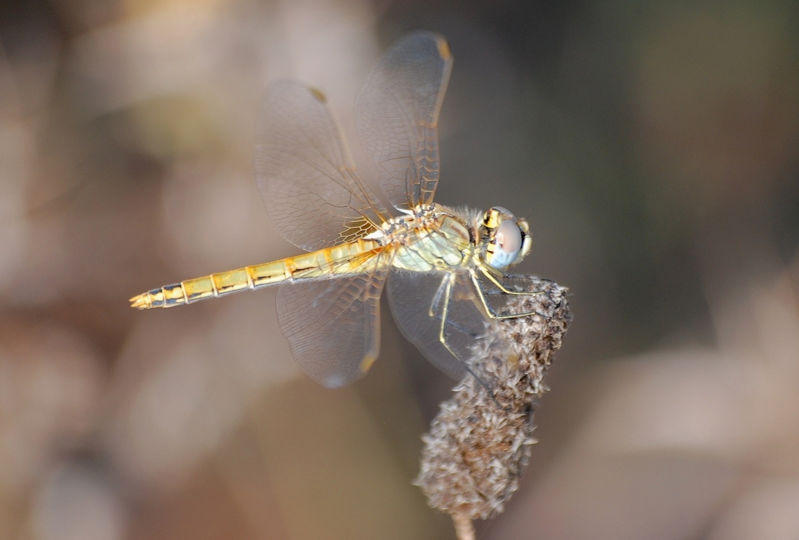 Identificazione 3 - Sympetrum fonscolombii